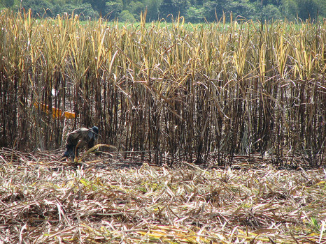 Plantacja trzciny cukrowej w Kolumbii/ for Wikipedia