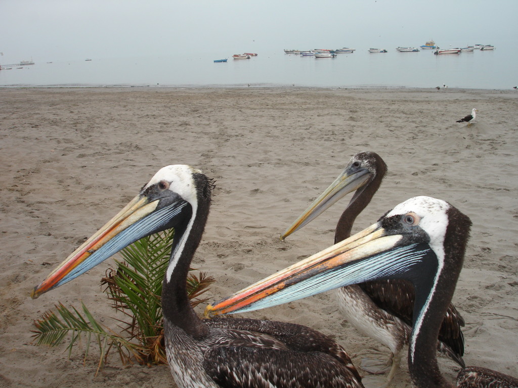 A na plaży w Paracas spotykamy takie dziwne stwory:). fot. Marcin Plewka
