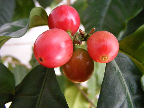 Owoce kawowca. fot. Wikipedia